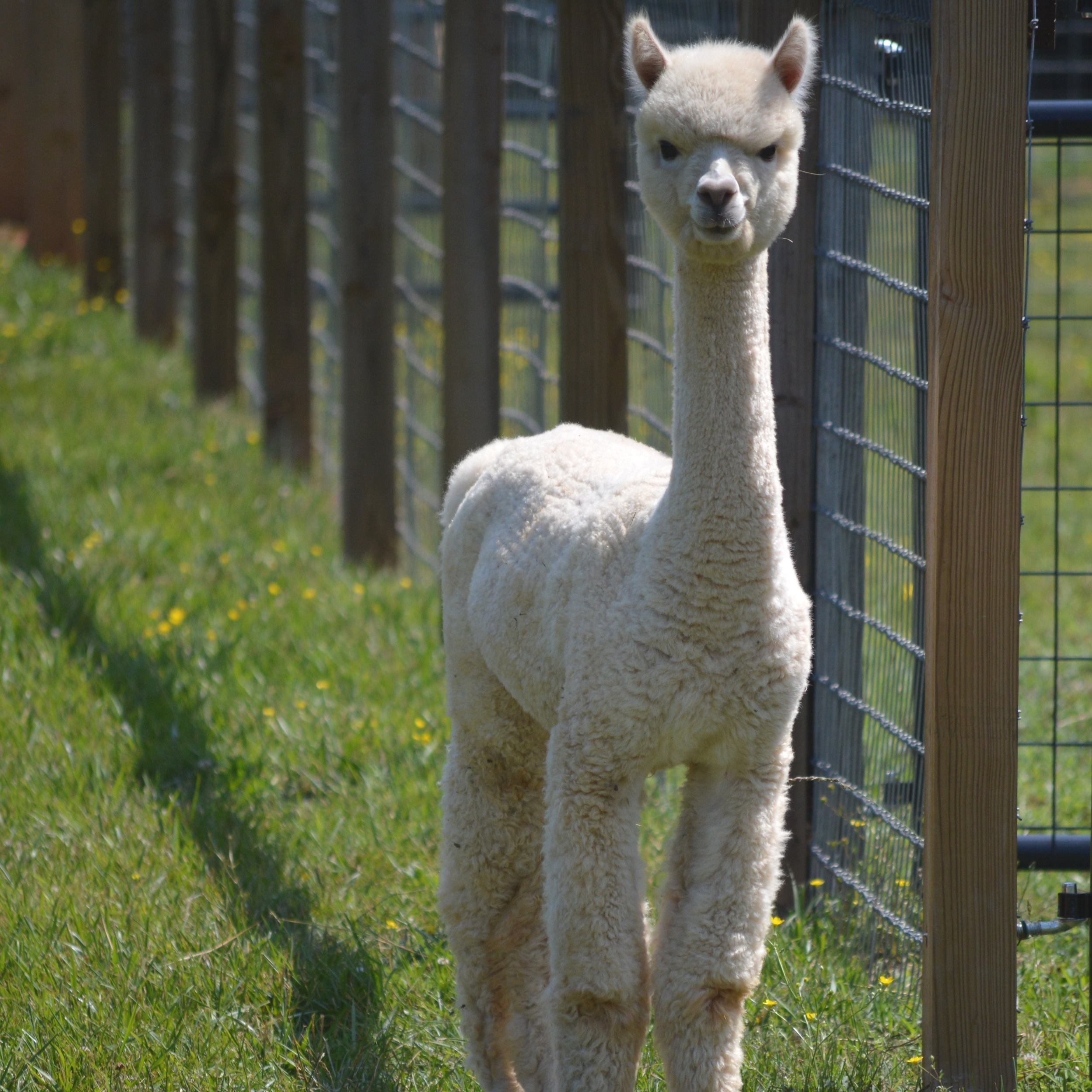 Tilly and Fence 1.JPG