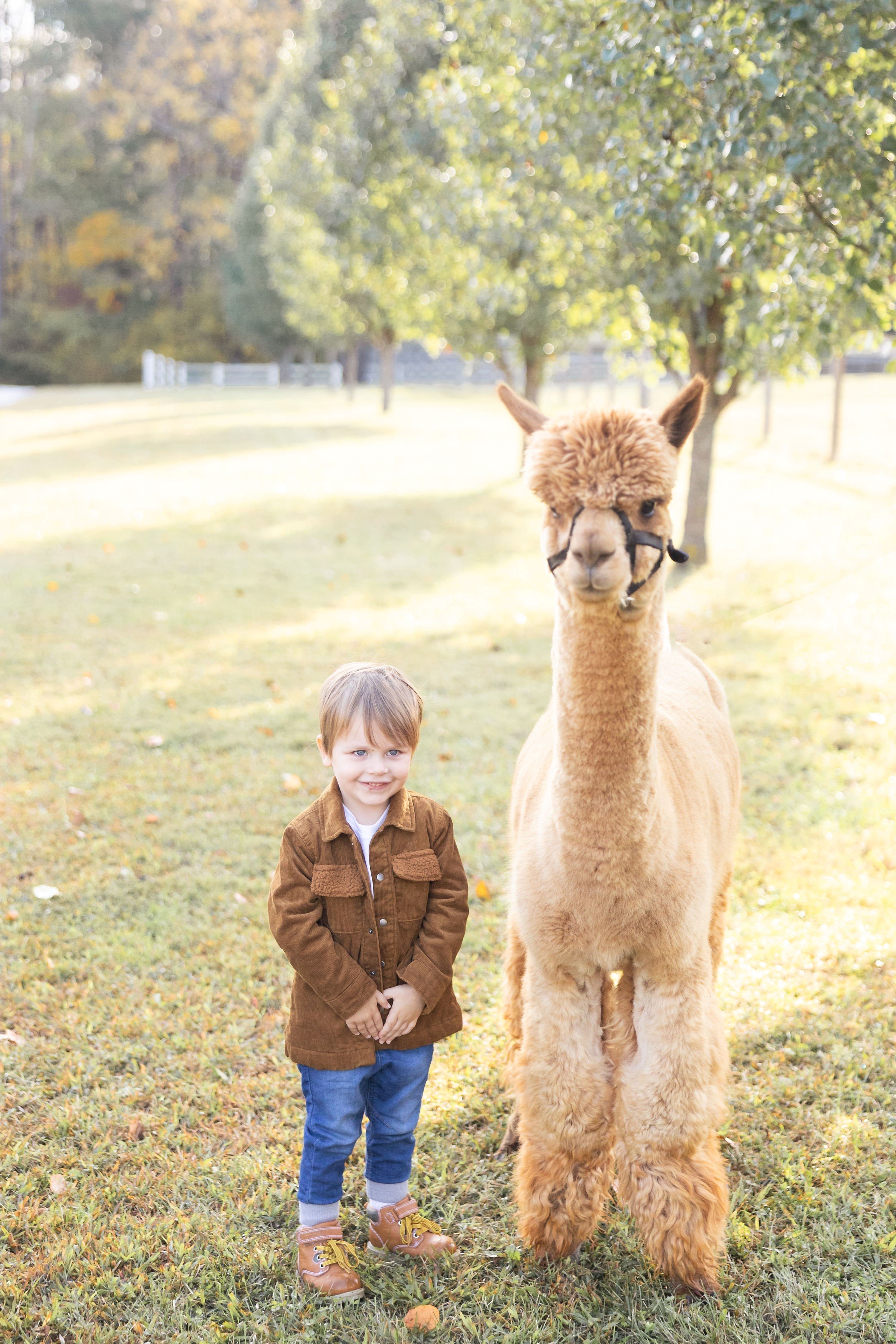 AlpacaMinisbyVirginiaAshleyPhotography-27.jpg