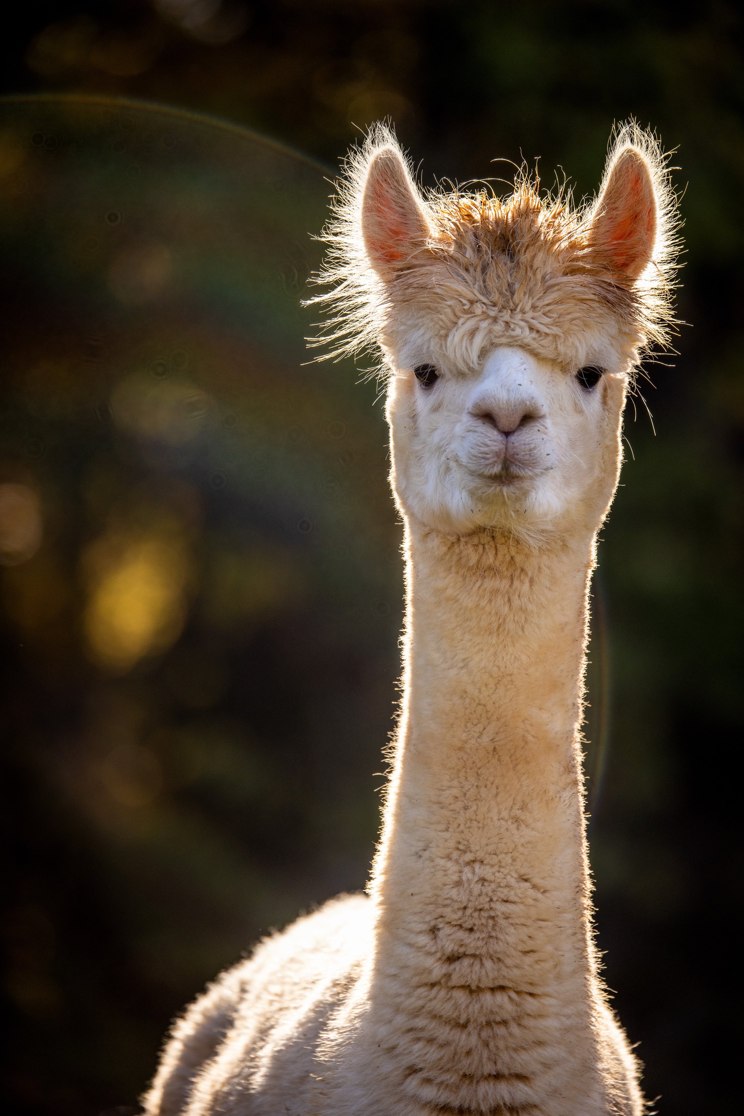 Virginia_Alpaca_Farm_Photography-7345 (2).jpg