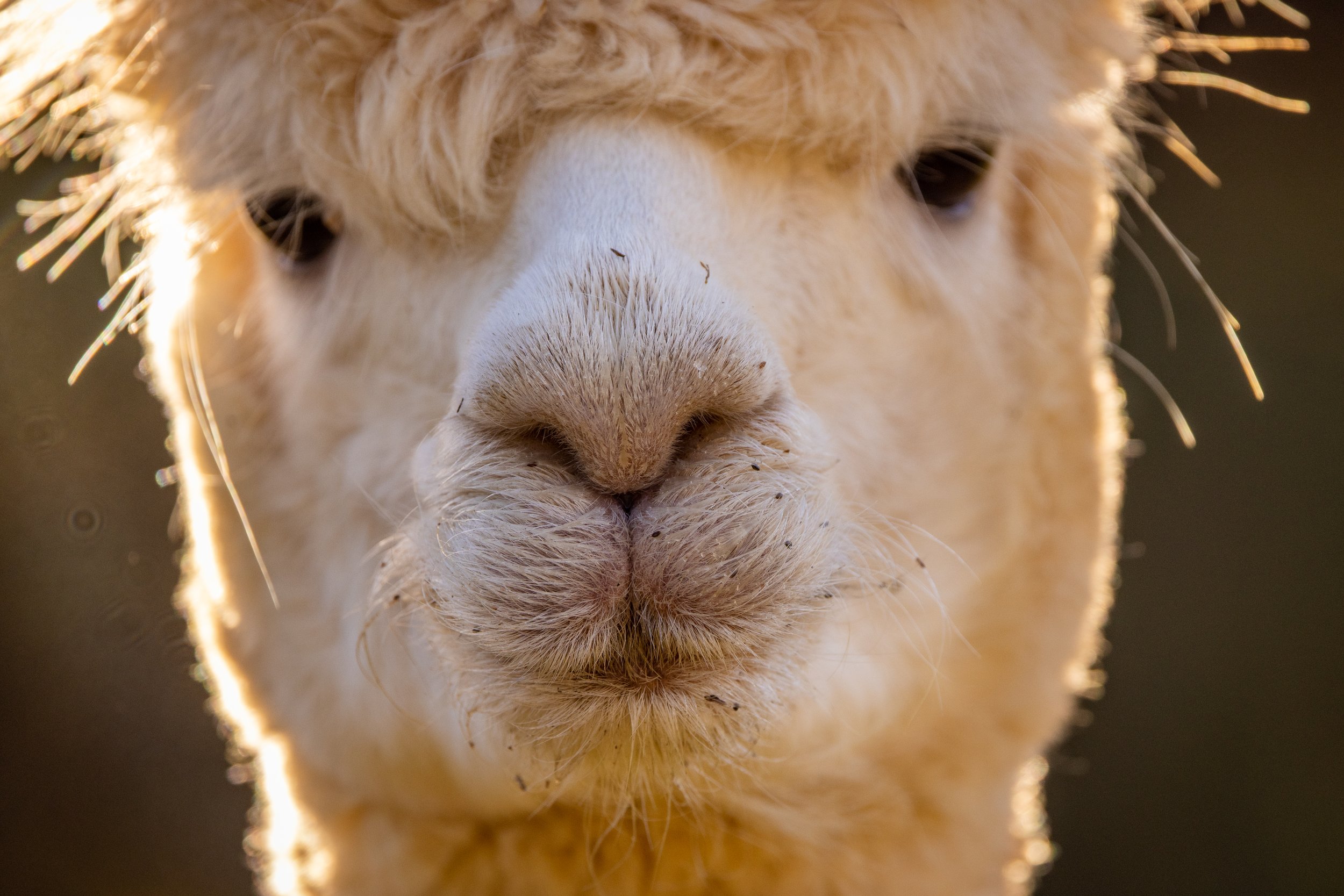 Virginia_Alpaca_Farm_Photography_October_2022-7366.jpg