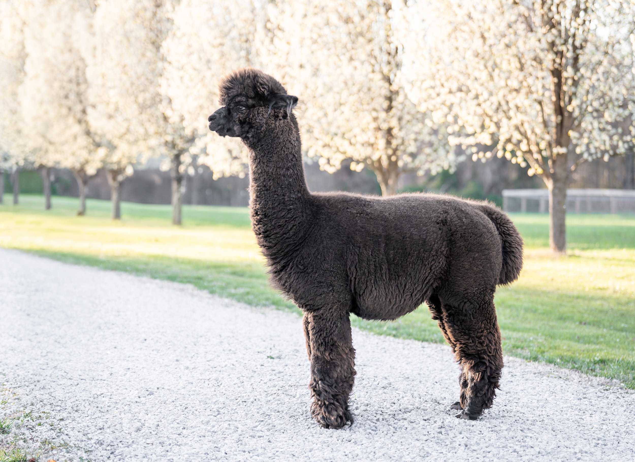 3-20-24-Meadowgate-Alpacas-Retouched-Beloved-Pet-And-Equine-Photography-Retouched-5.jpg