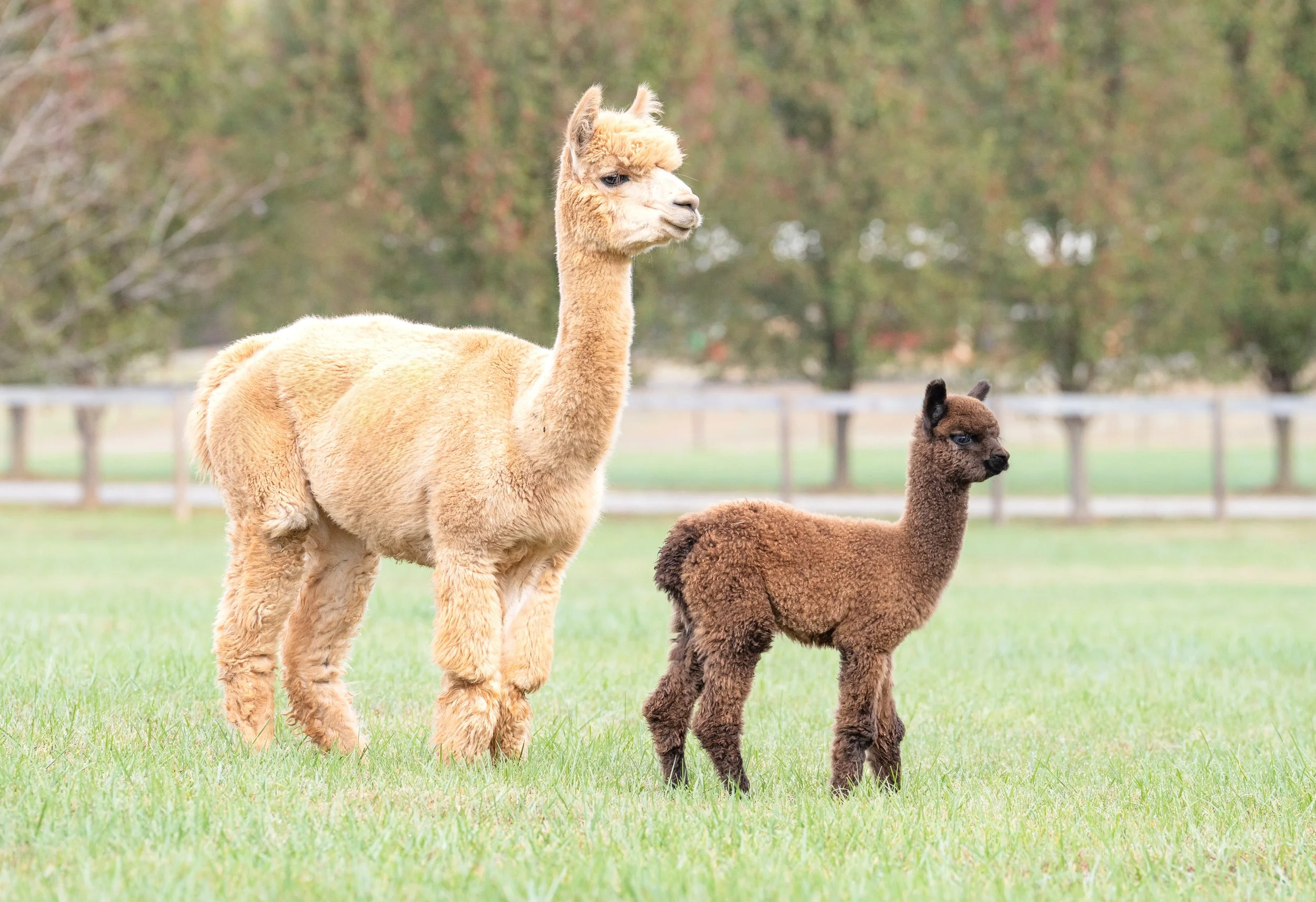 11-12-24-Meadowgate-Alpaca-Beloved-Pet-And-Equine-Photography-1.jpg