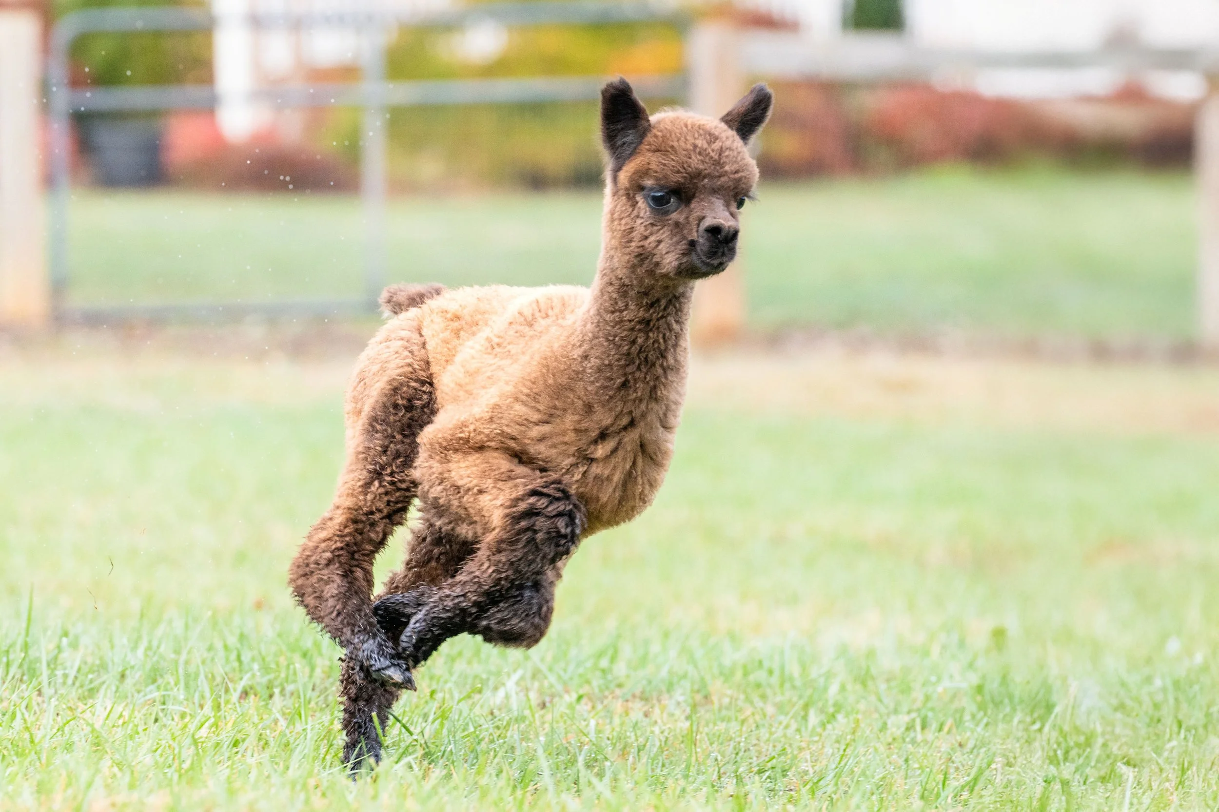Sophie Running.jpg