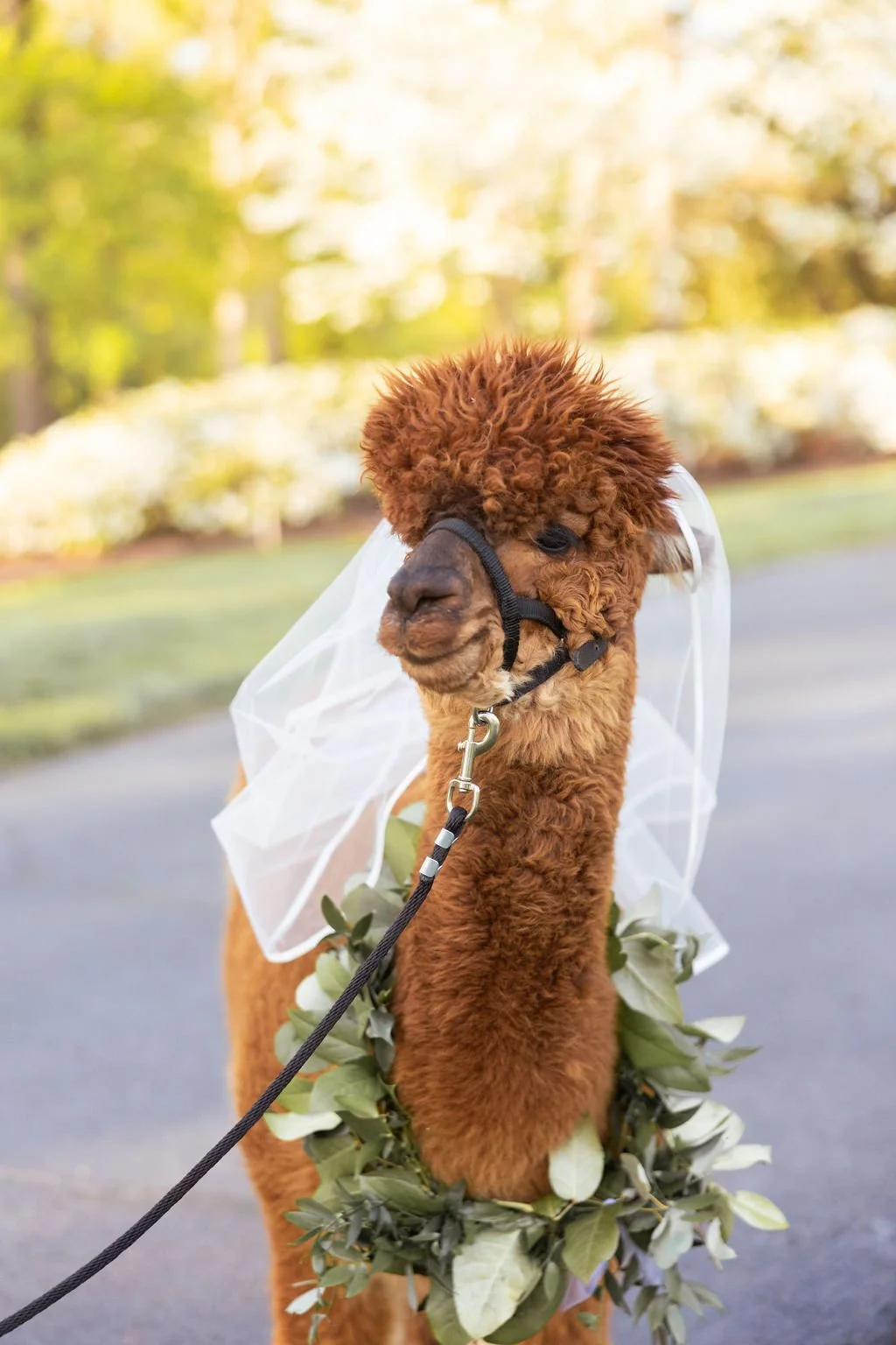MeadowgateAlpacasStyledShootbyVirginiaAshleyPhotography-348.jpg