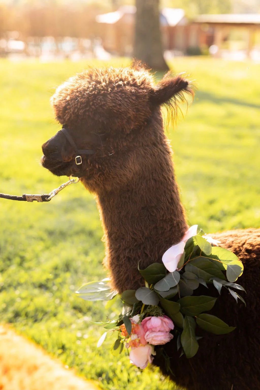 MeadowgateAlpacasStyledShootbyVirginiaAshleyPhotography-24.jpg