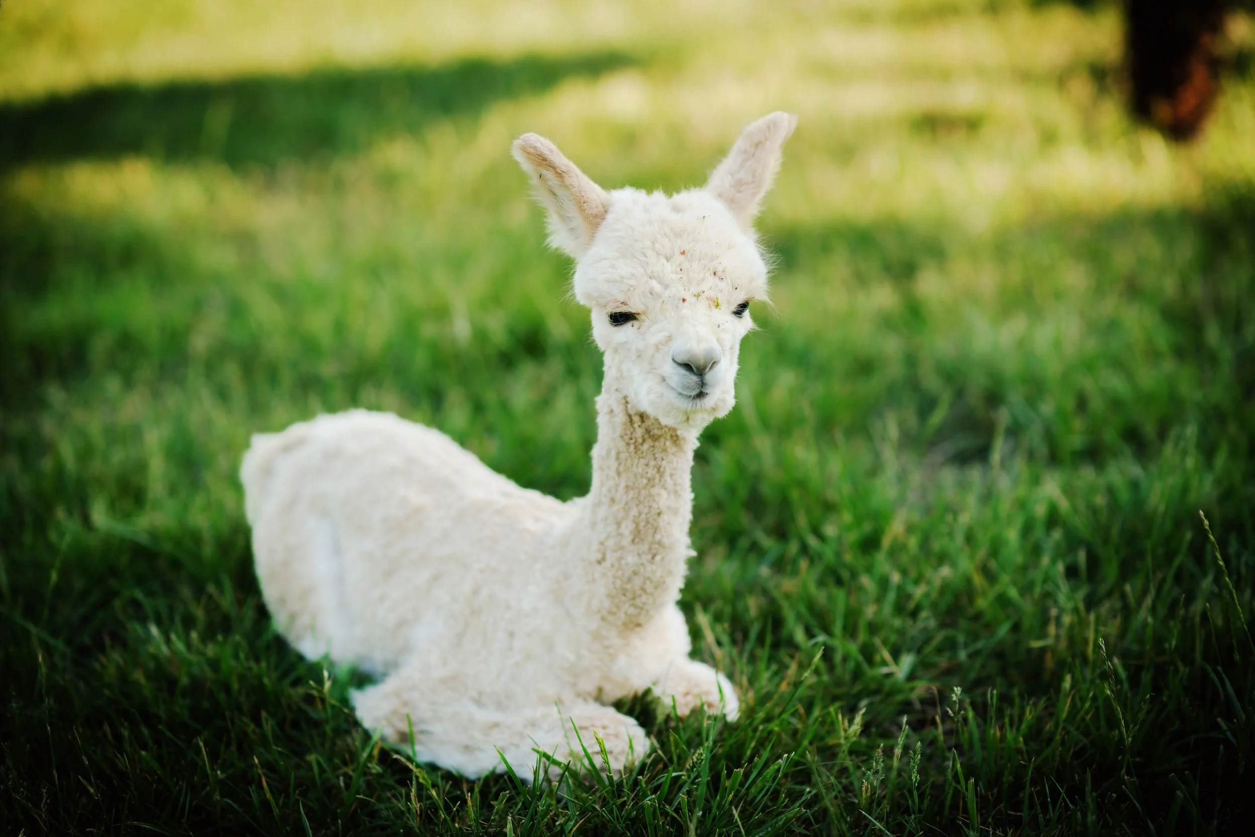 2026-HanoverFarmTour-MeadowgateAlpacas-55.jpg