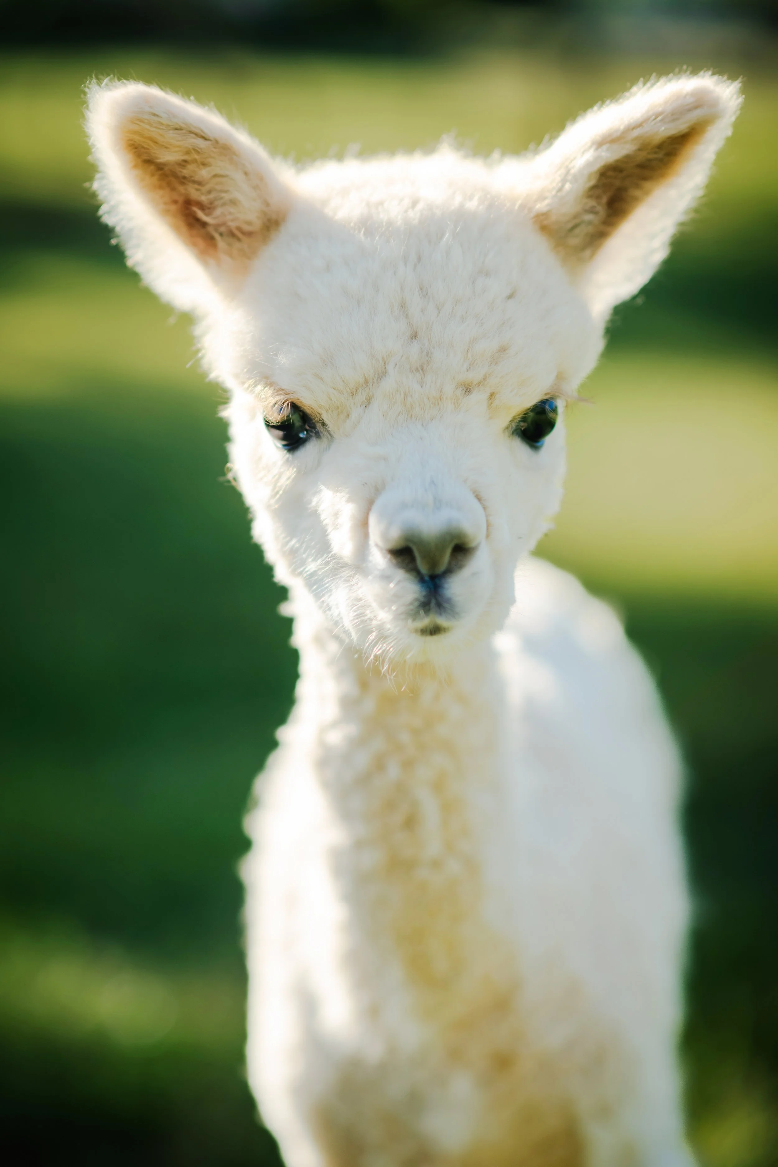 2026-HanoverFarmTour-MeadowgateAlpacas-58.jpg