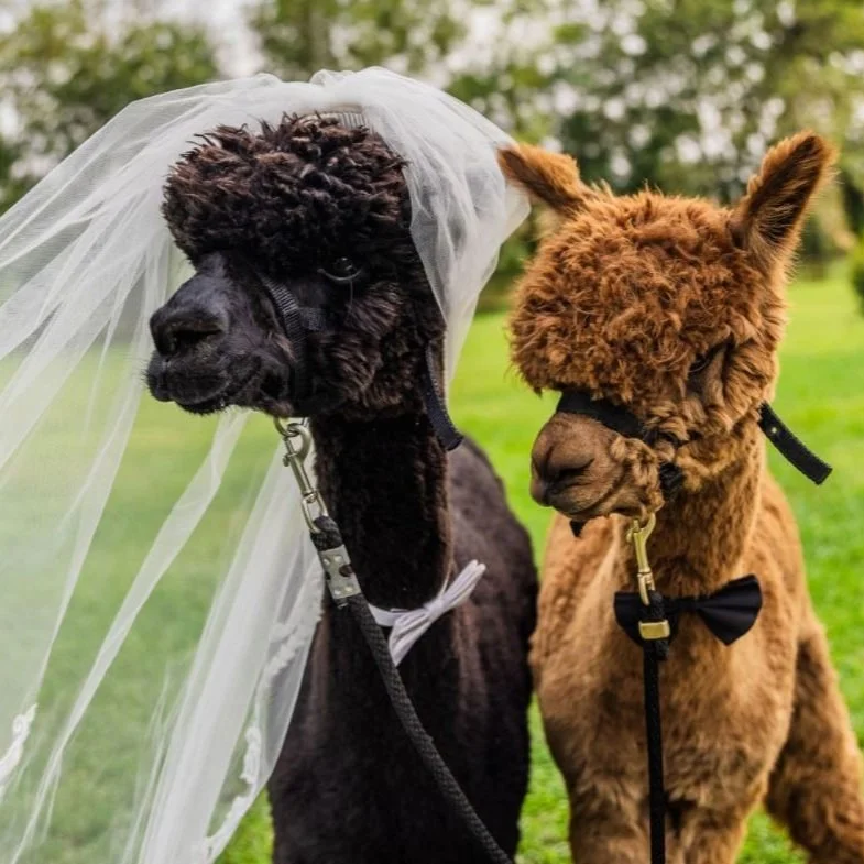 Photography Sessions — Meadowgate® Alpacas