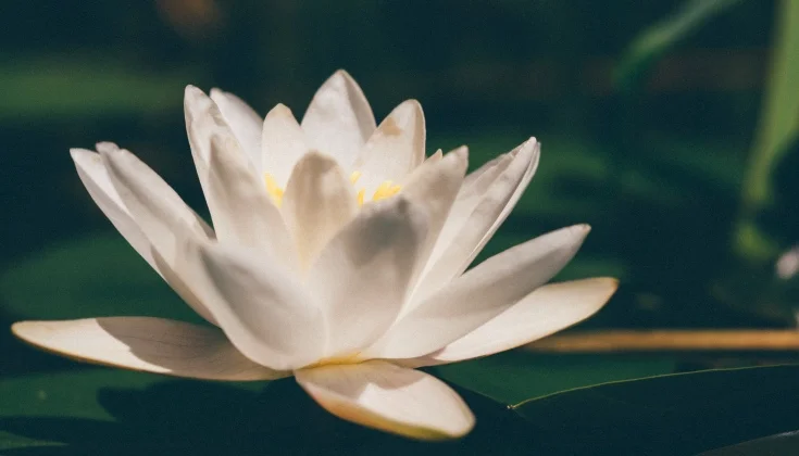 lotus.jpg