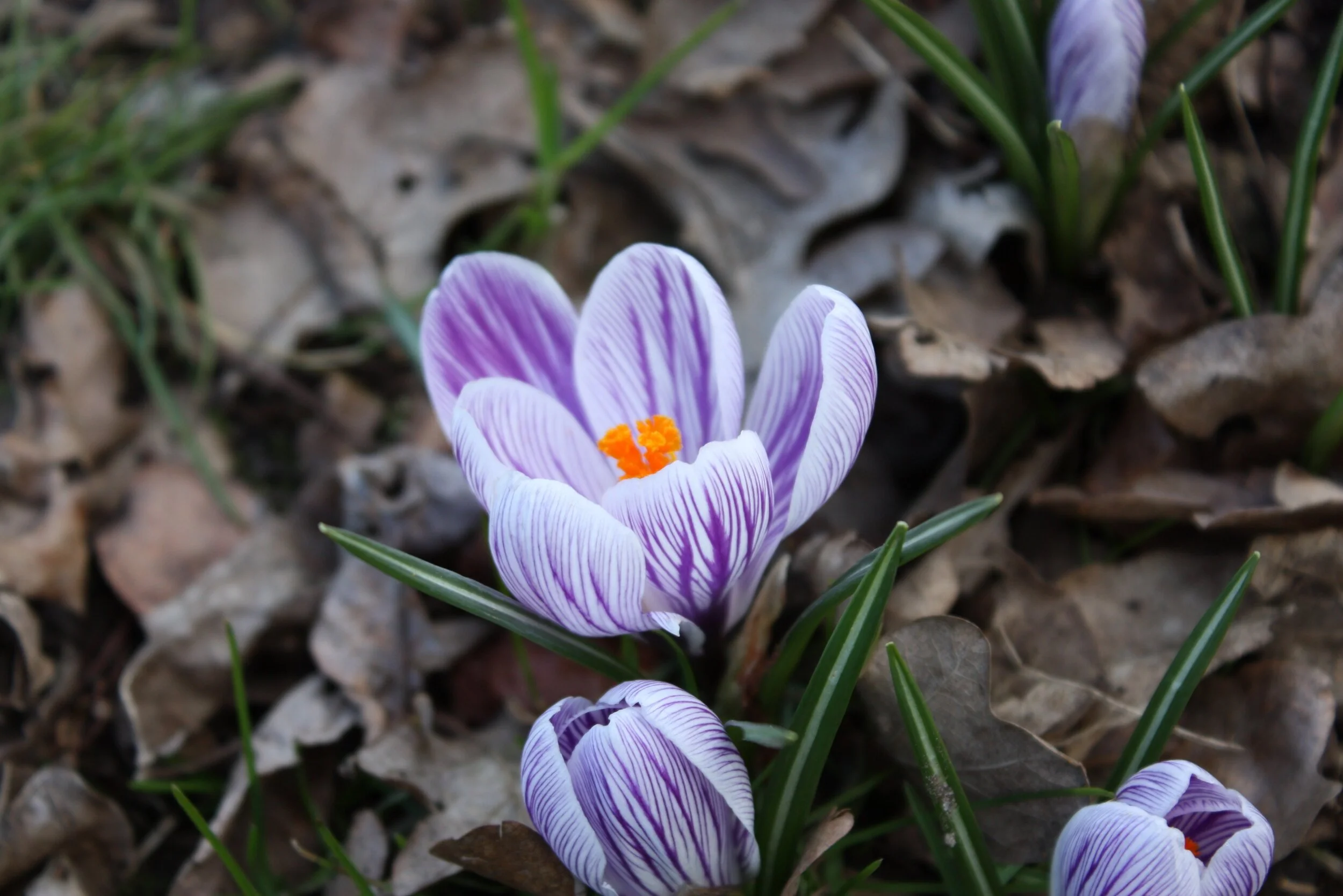 Spring 2021 Letter from Elizabeth: Living Dharma