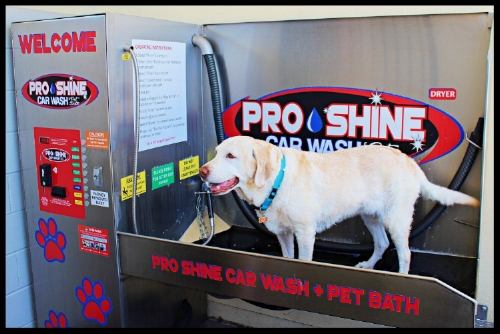 Pet Bath Proshine Car Wash