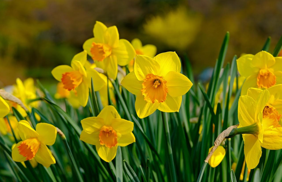 springdaffs.png