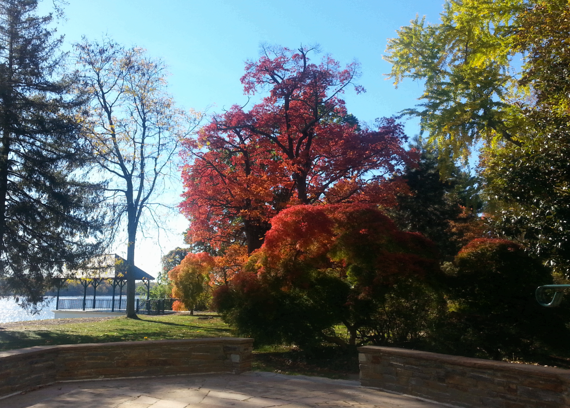 Japanese Maple Glen Foerd.png