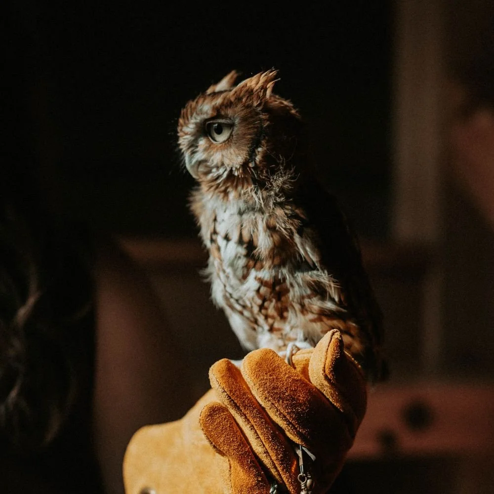Meet the Raptors