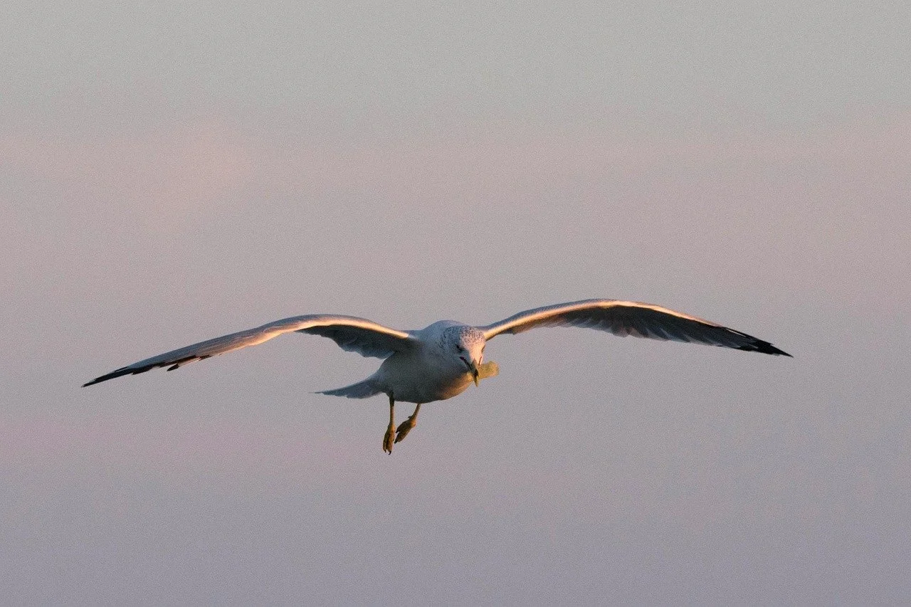 Fall Migration Bird Walk
