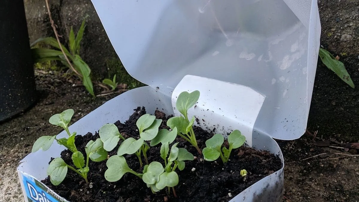 Bottles to Bloom; Mini Greenhouse Workshop