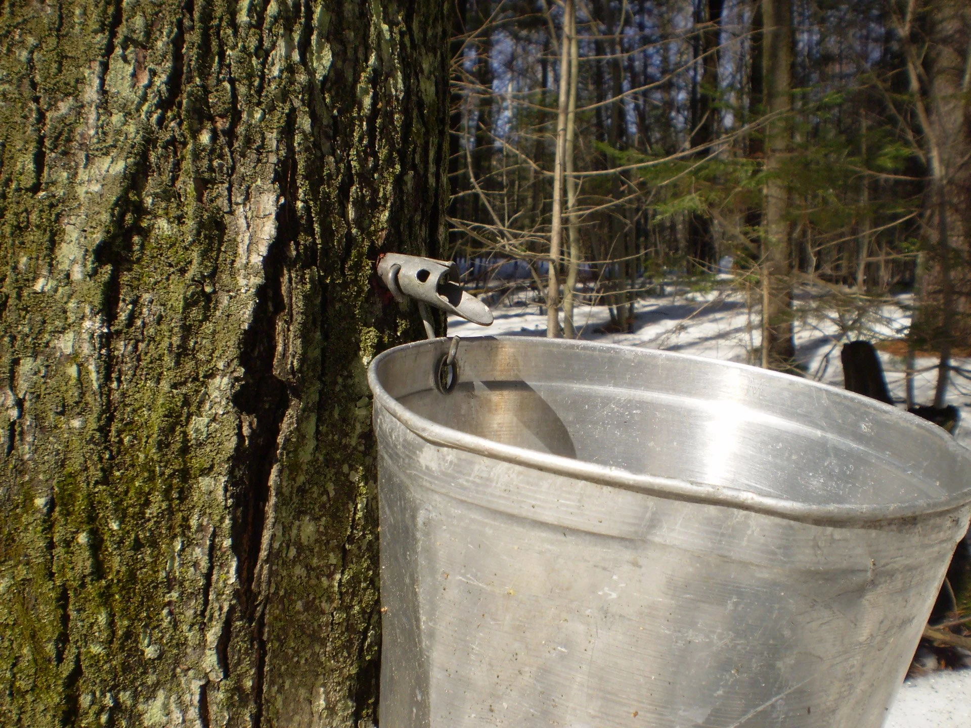 Maple Sugaring Workshop