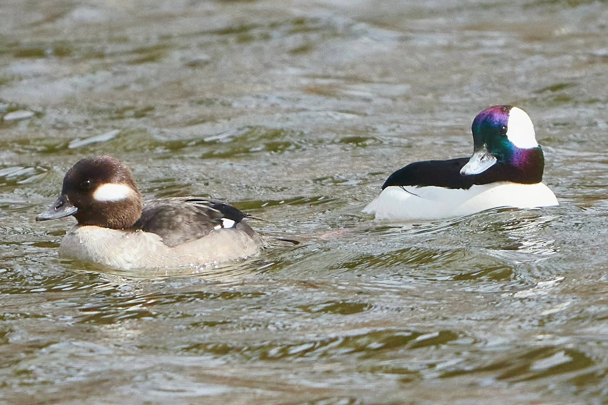 Great Backyard Bird Count 