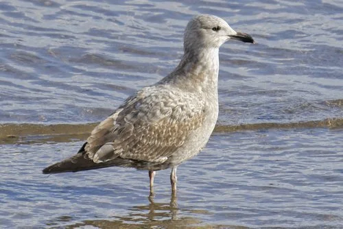 Winter Gulls with BirdPhilly