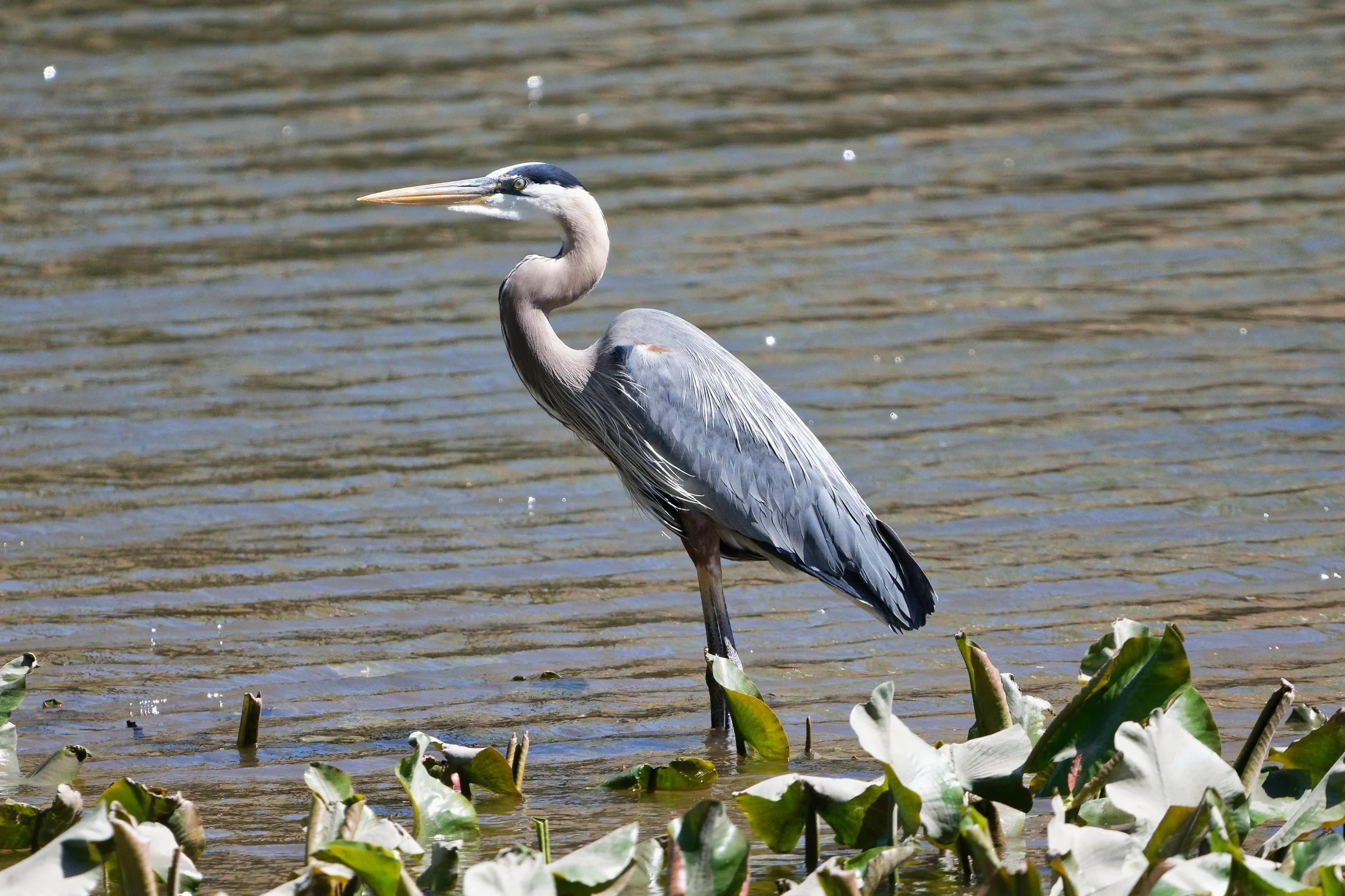 Birdwatch Kayak Tour