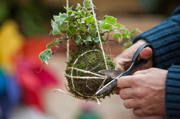 Kokedama (Botanical Art) Workshop