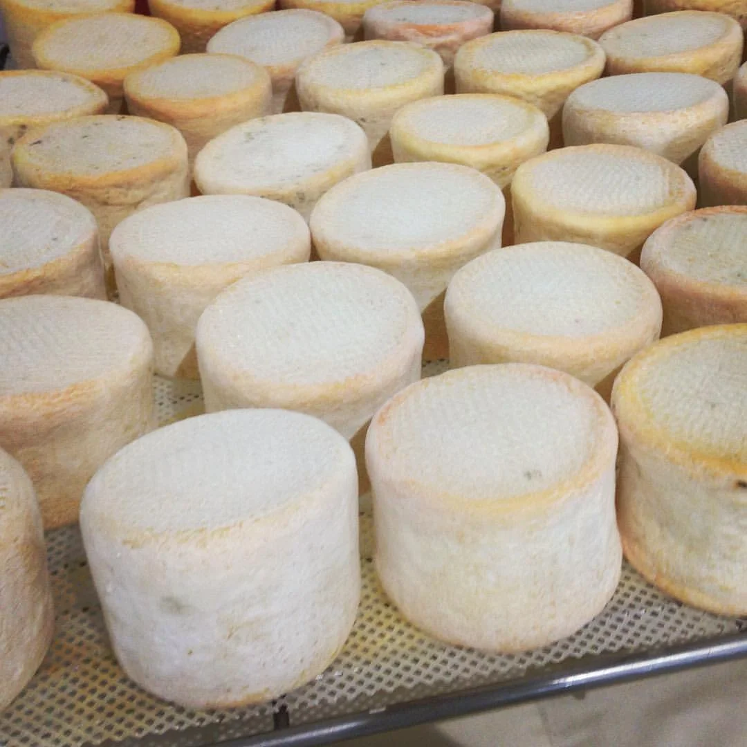 munster-cheese-many.jpg