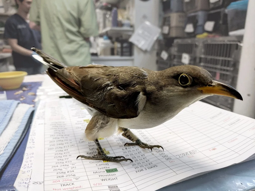 Yellow-billed Cuckoo at the Wild Bird Fund © Antonio Sanchez