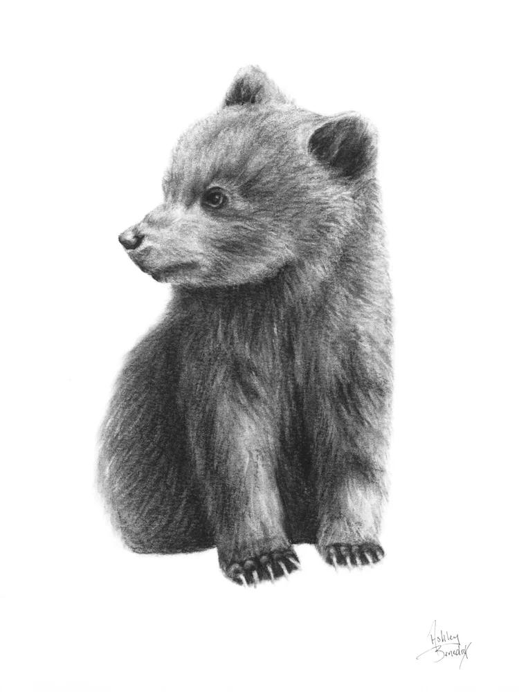Bear Cub Drawing Studio Sixtyone