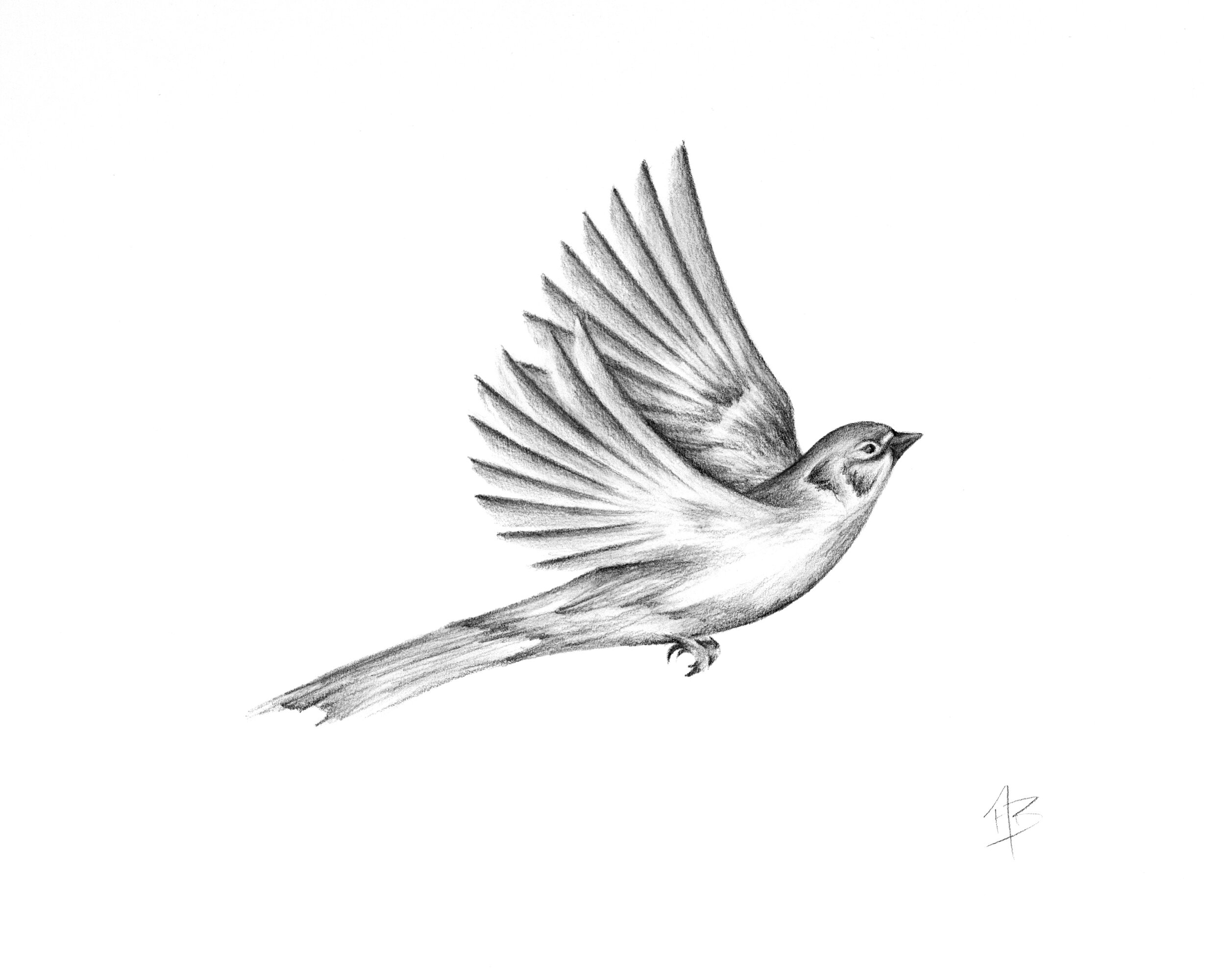 Sparrow