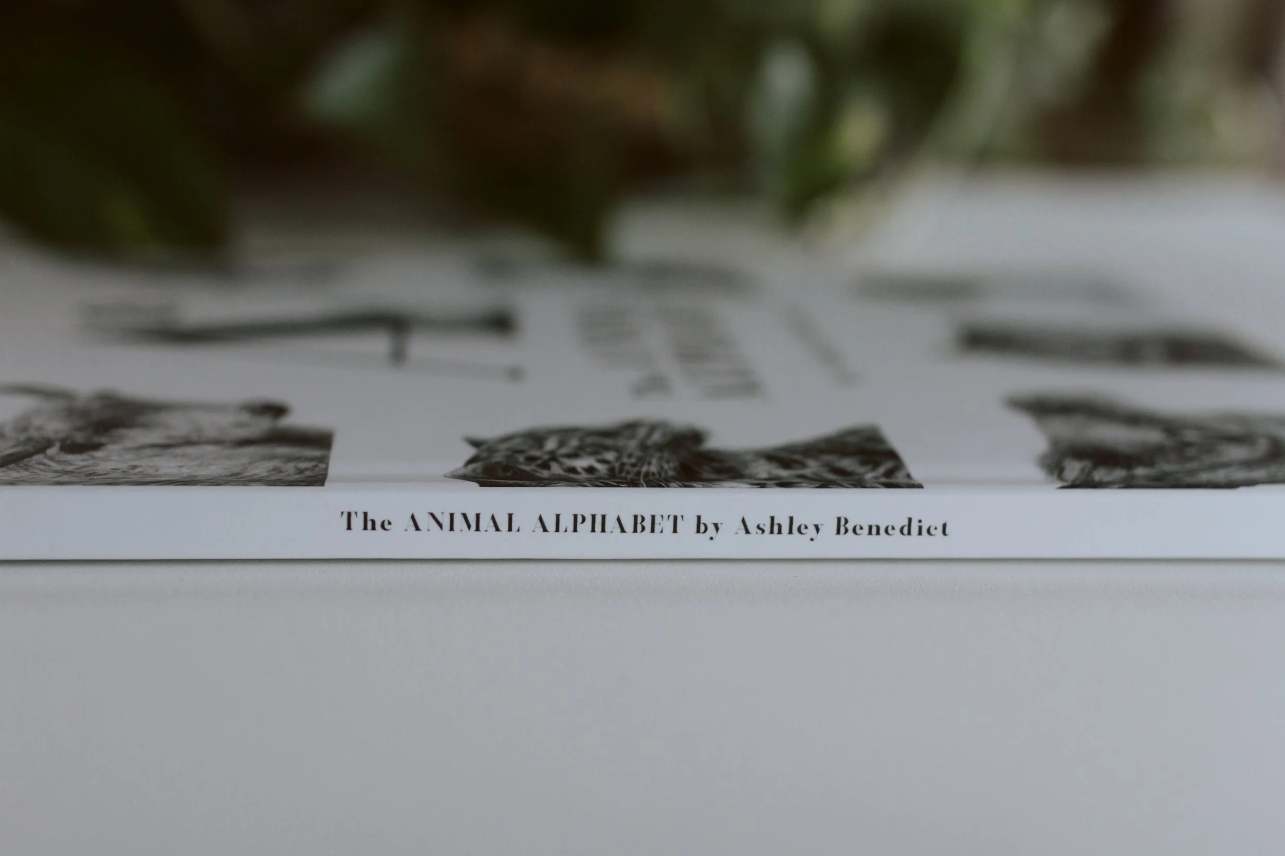 abcbook-17.jpg