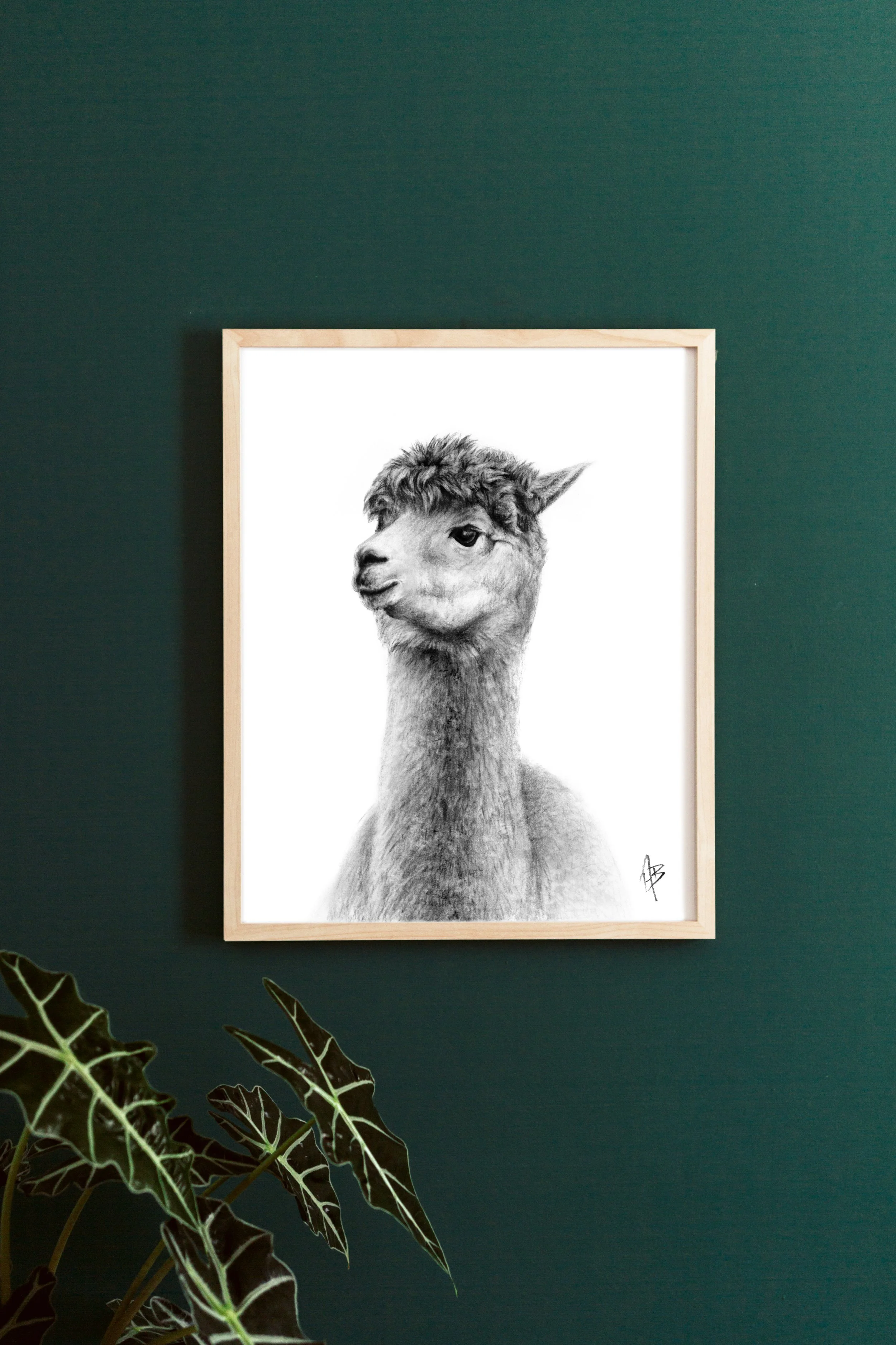 AlpacaFramed4.jpg