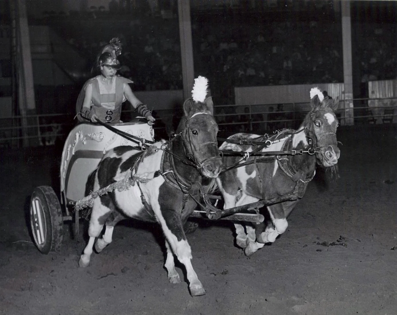 Cheryl Arrington with Nip and Tuck leading the charge at the 1960 Annual Show "Horsecapades". This team was fast, and very willful.