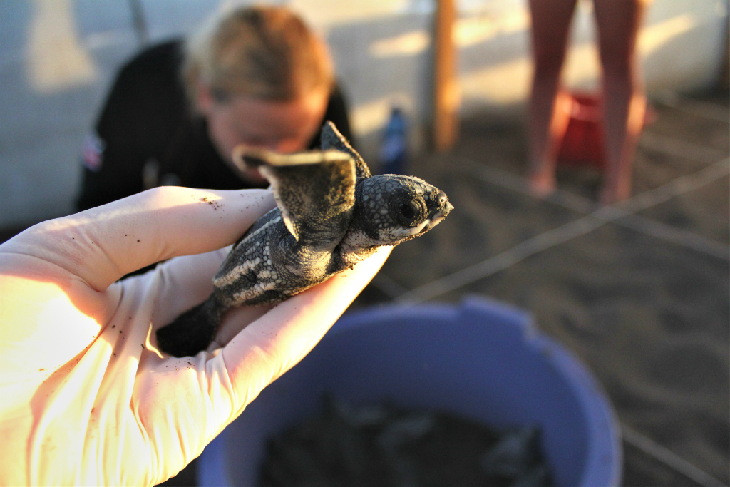 baby hatching.jpg