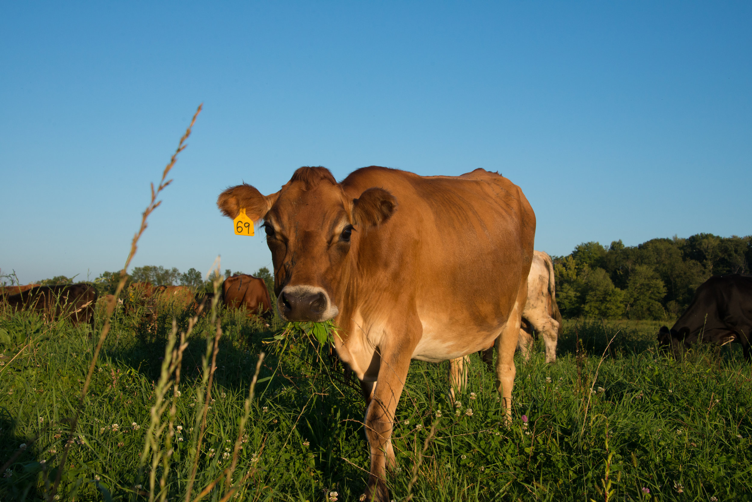 A MARKET FARM. A MOVEMENT.