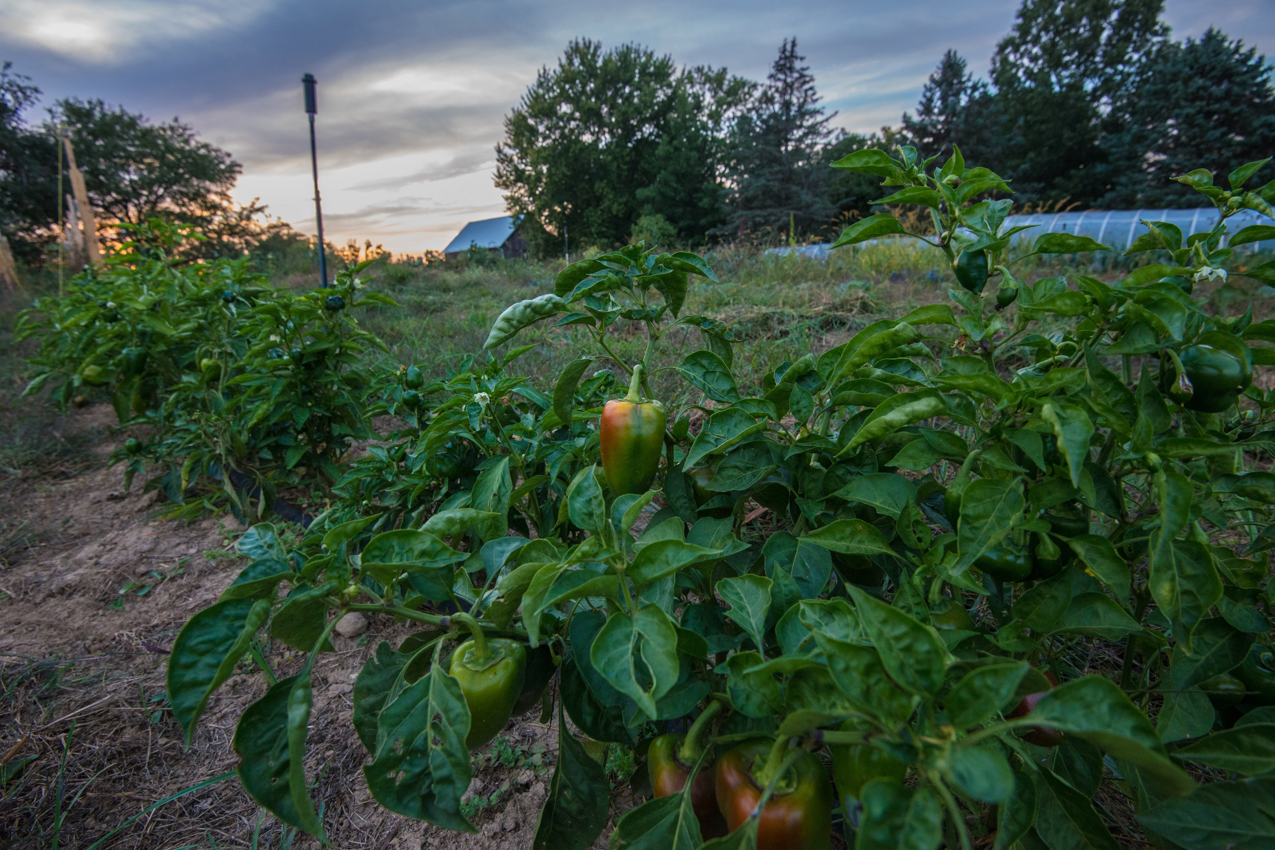 A MARKET FARM. A MOVEMENT.