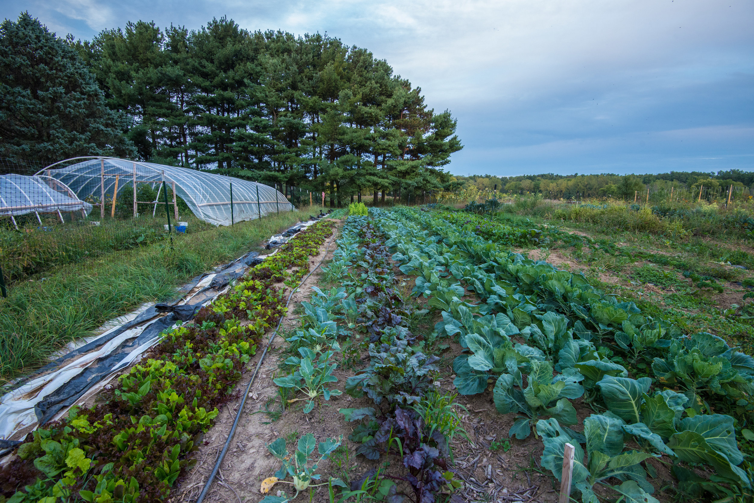 A MARKET FARM. A MOVEMENT.