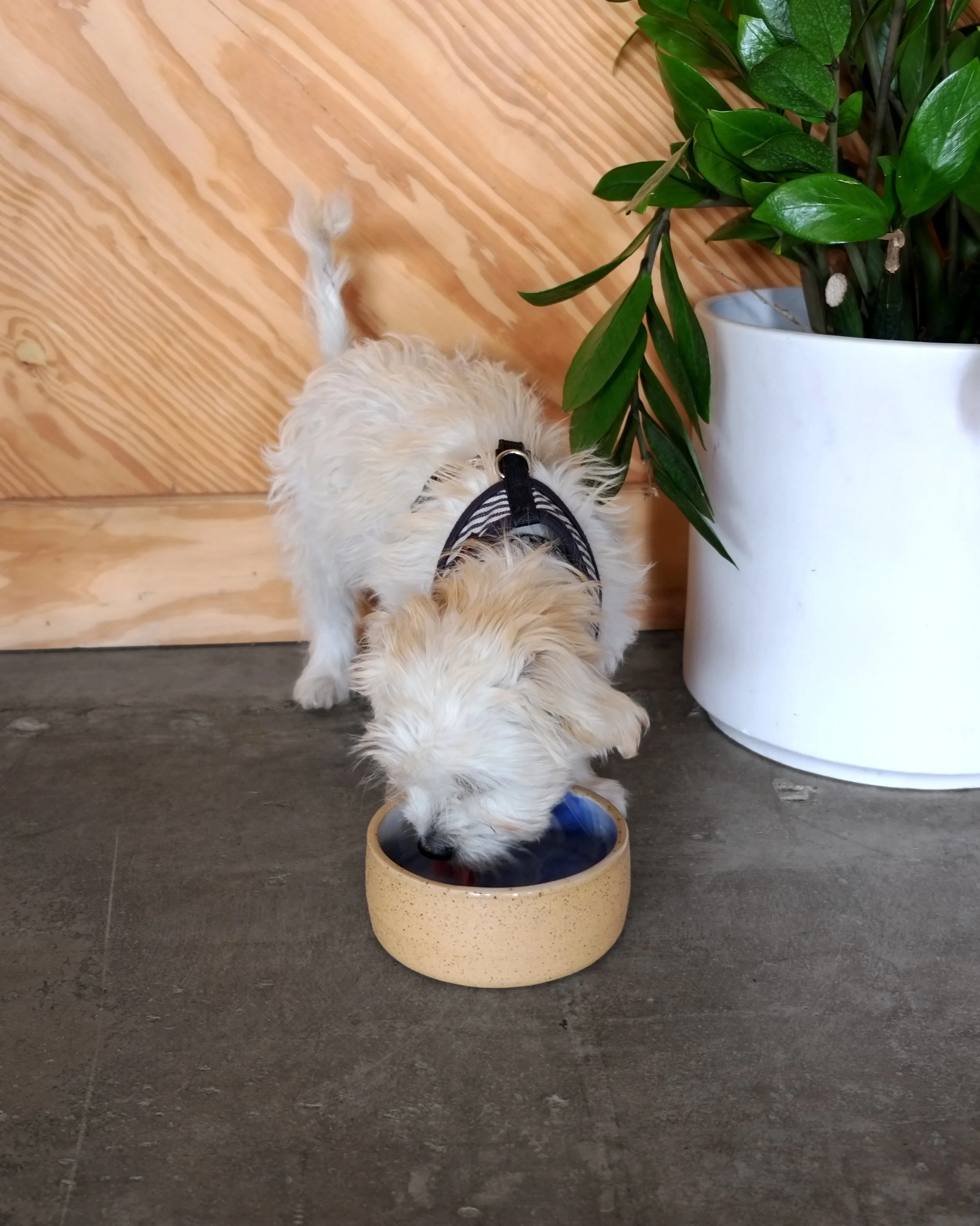 Puppy drinking from ceramic water dish - Rex Design