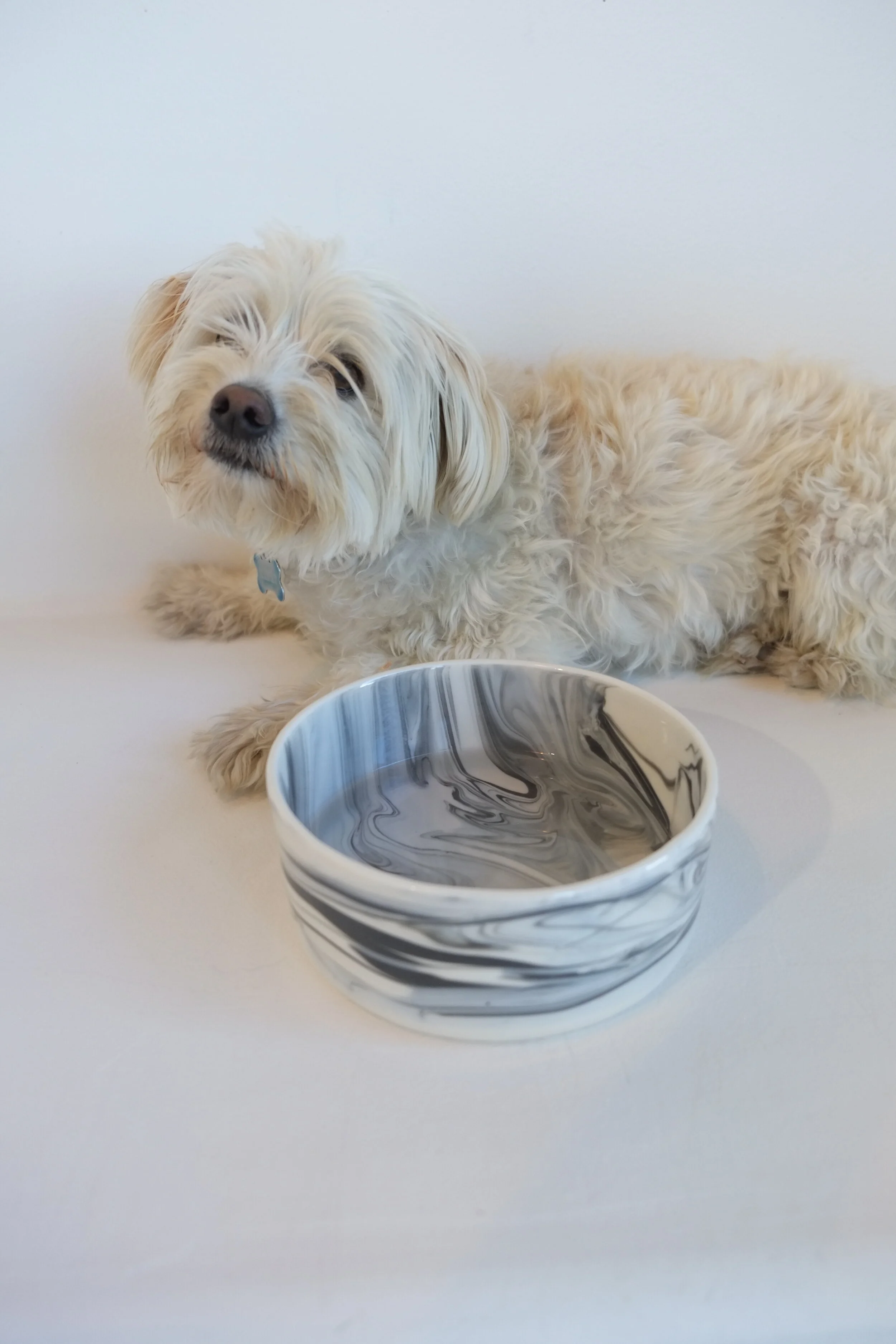 Black-white-Dog-bowl-with-Henry.JPG