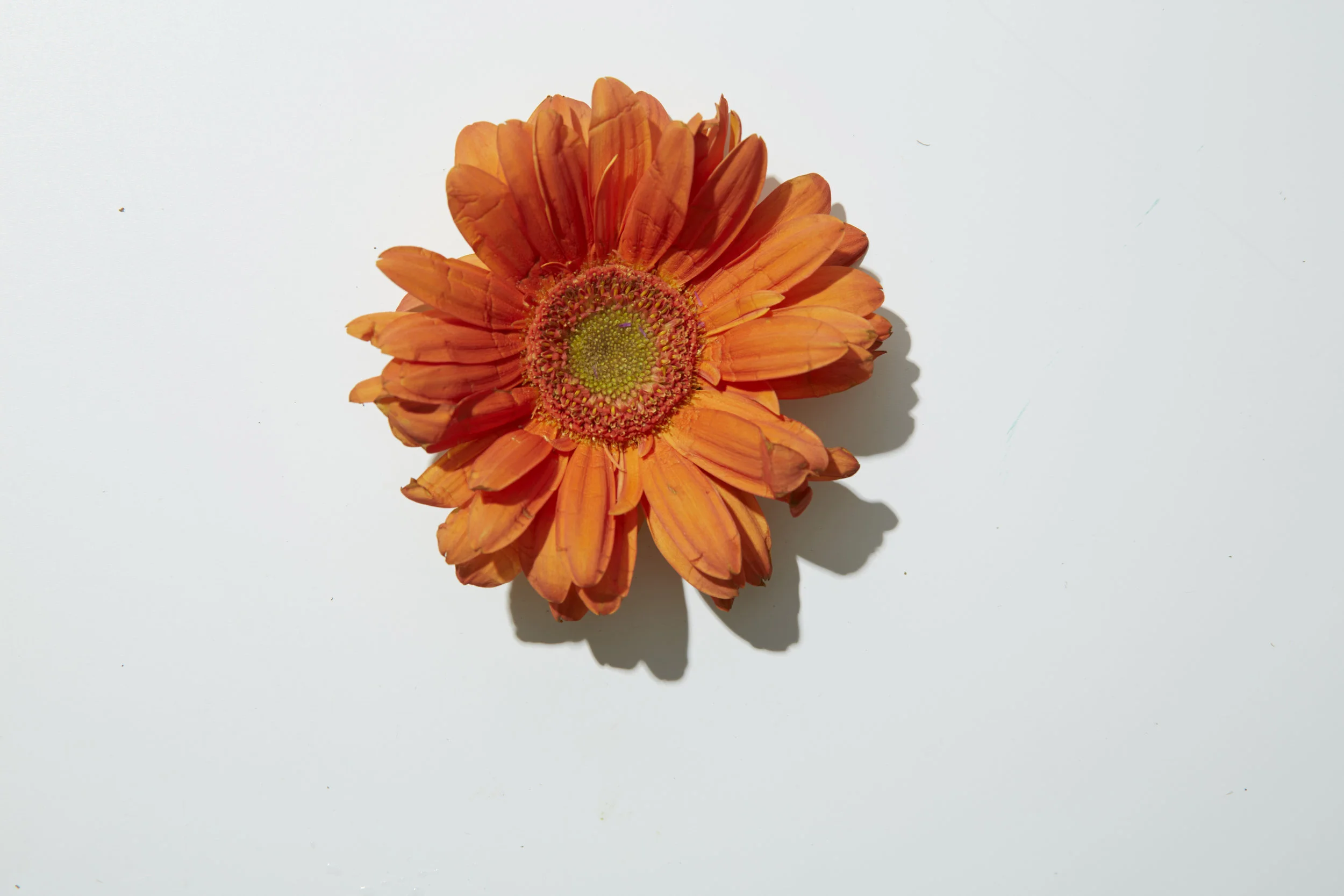 FLOWERs_VM_033 1.jpg