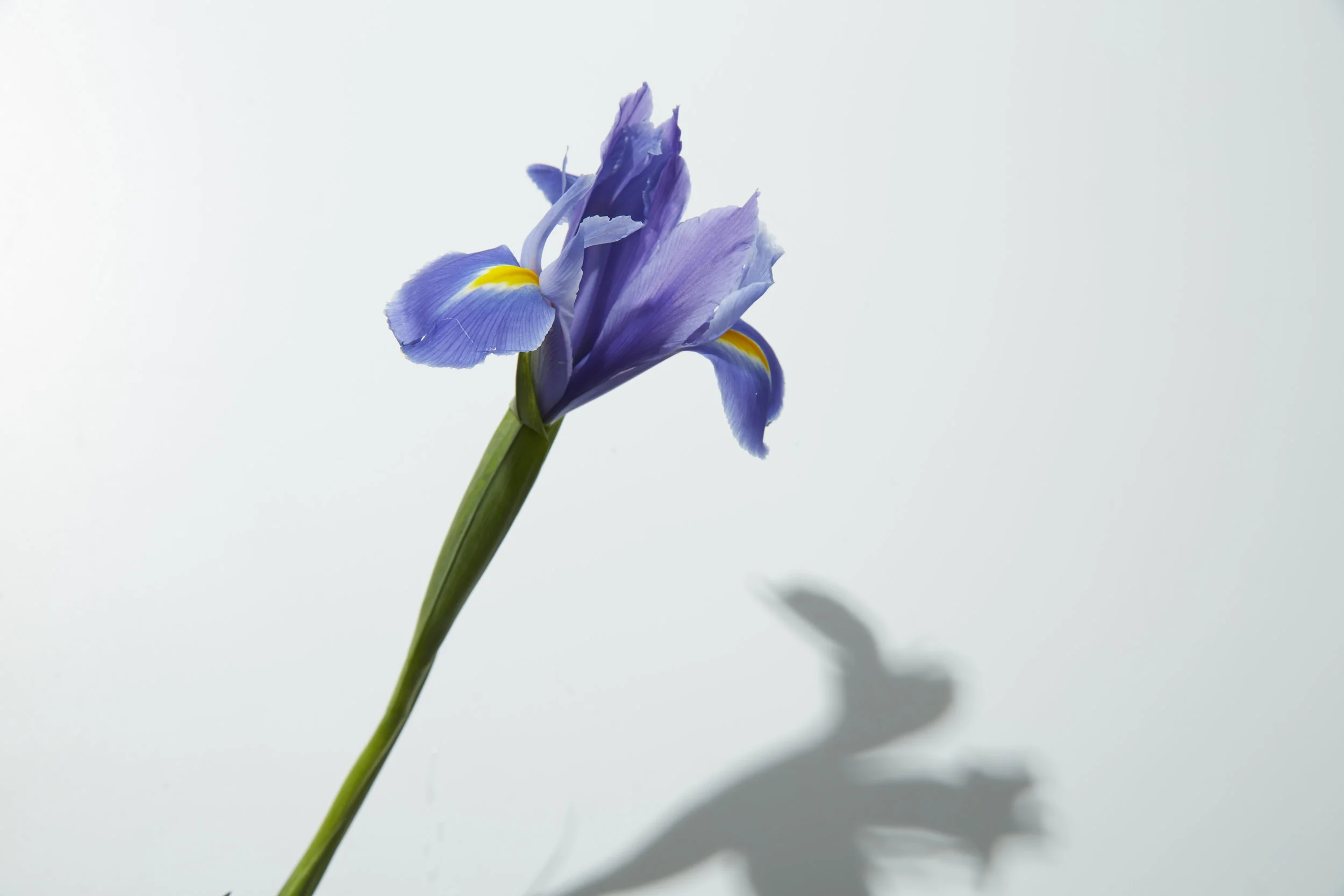 FLOWERs_VM_021.jpg