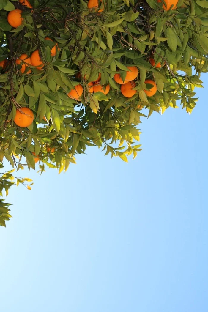 My Motivation: A Theme From Titus