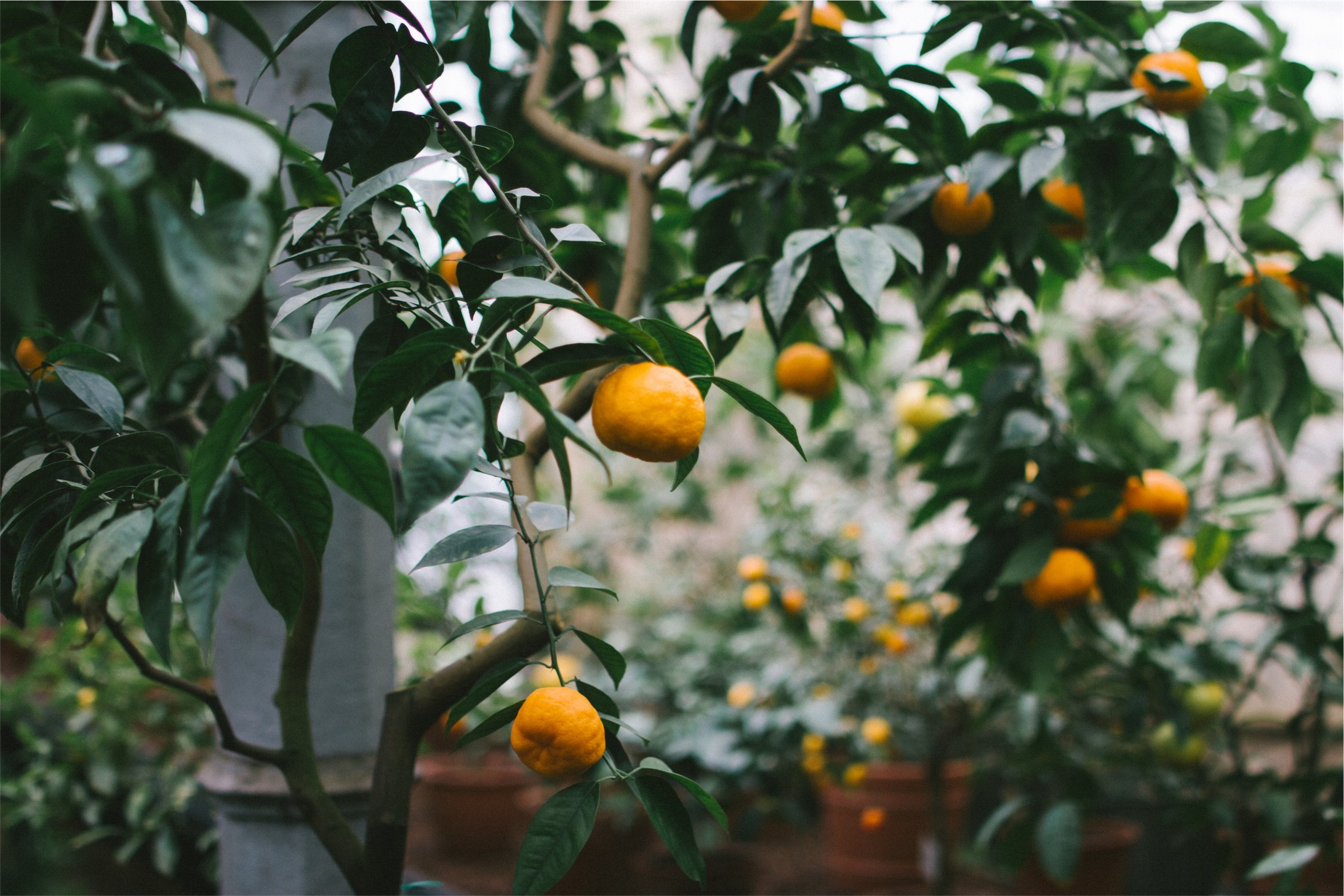 lemons.jpg