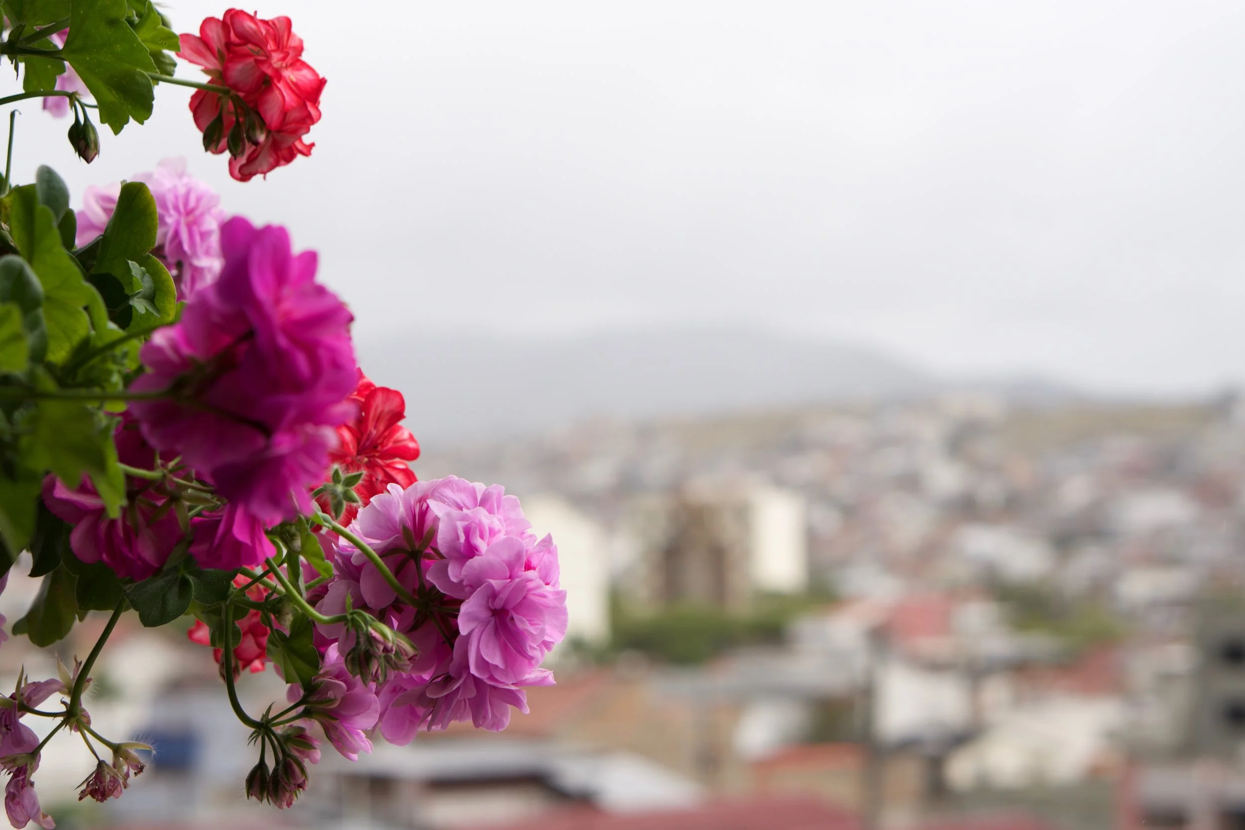 DSC07388.jpg