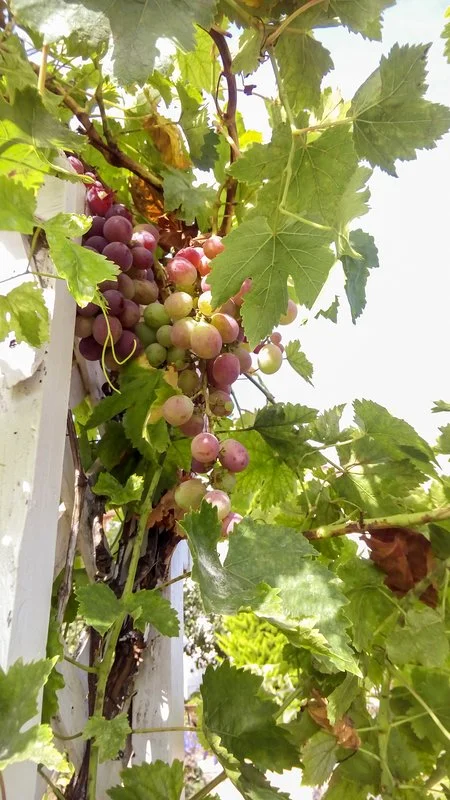 Bunches of Fruit.