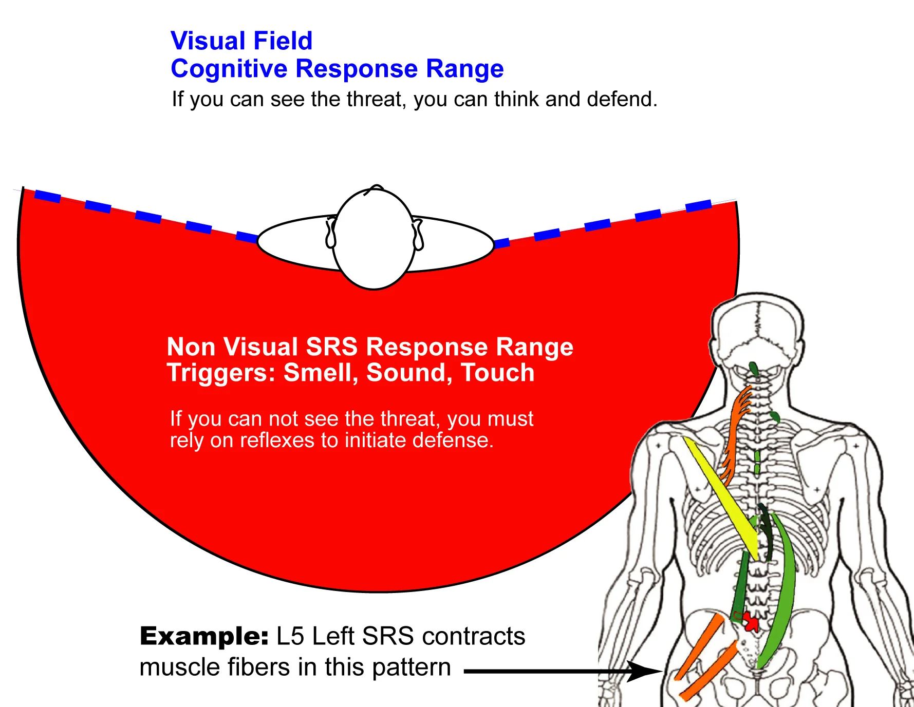 Spondylogenig Reflex Response Range.jpg