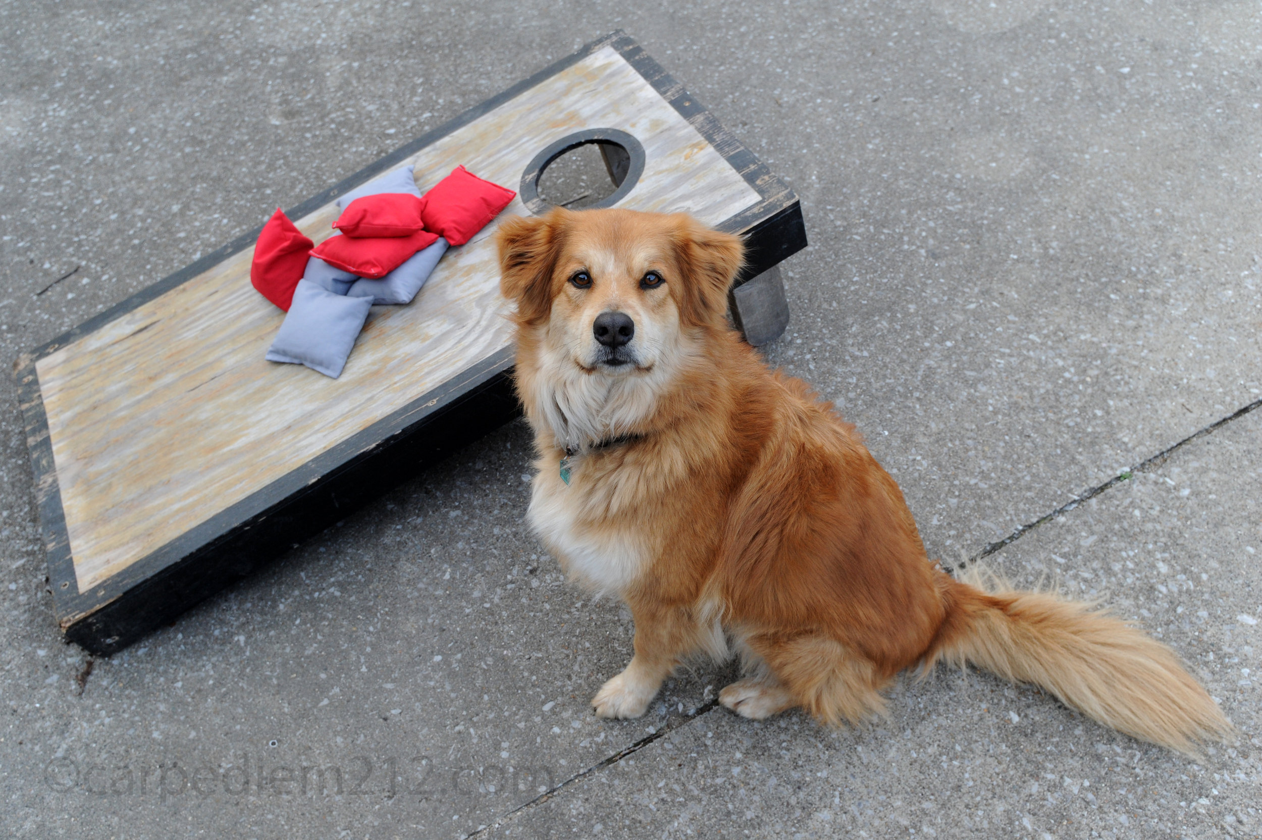 Oscar with cornhole.jpg