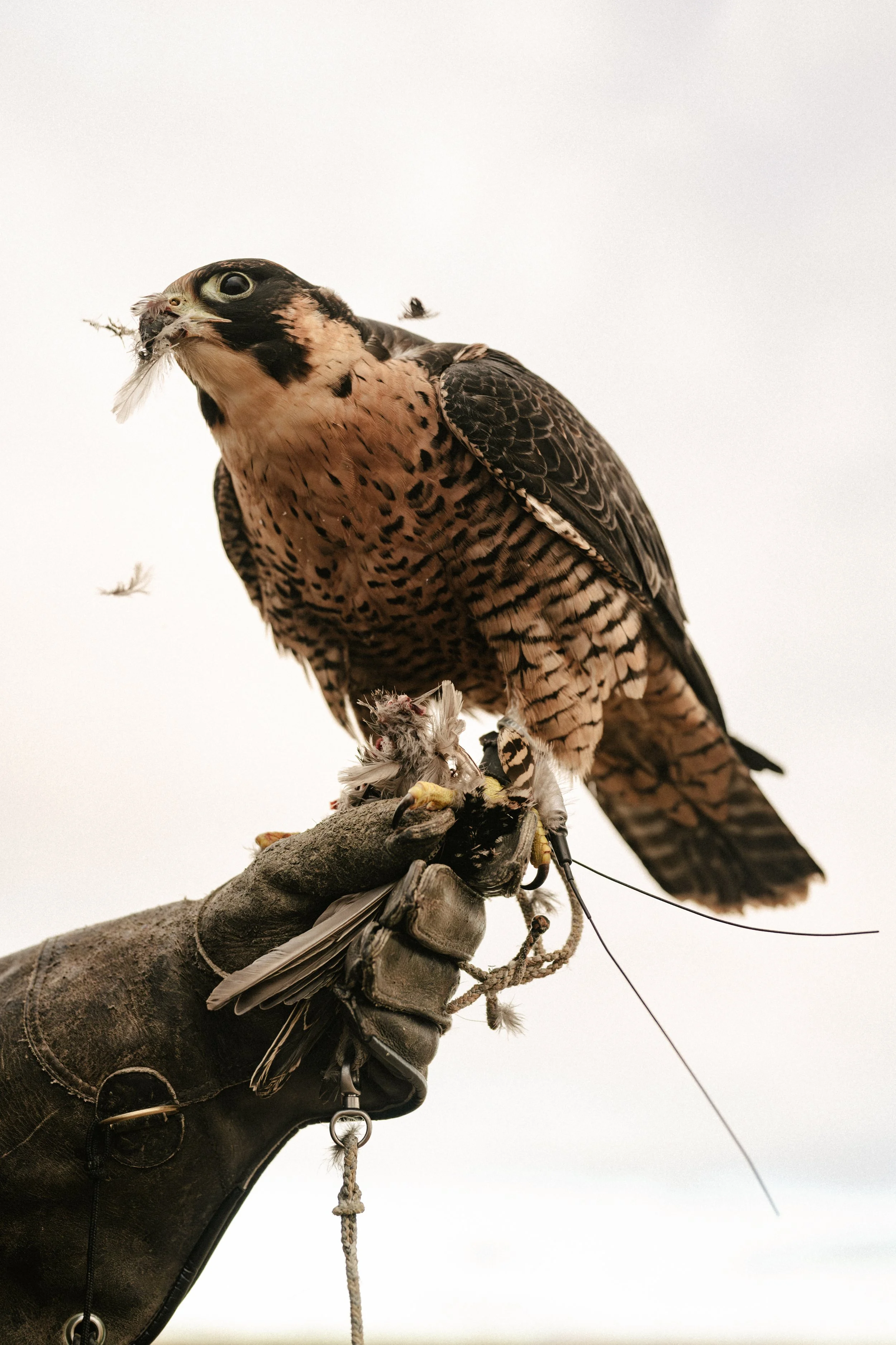 Nostrant_Falconing_LarryJohn_1-27-26_019.JPG