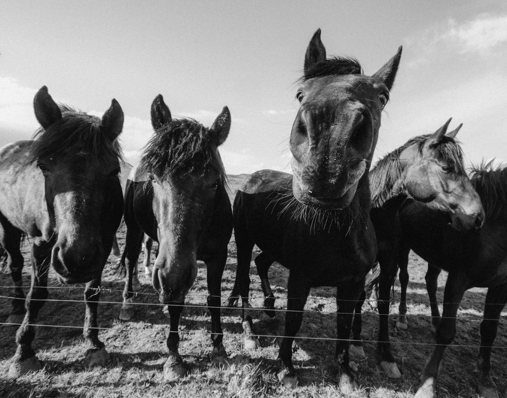 "The Gang" 11x14 Matted Print