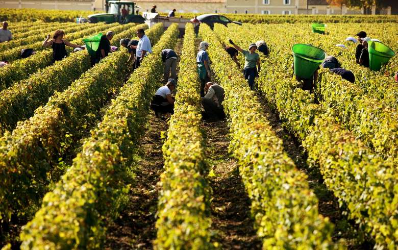 Dans-les-vignes_format_780x490.jpg
