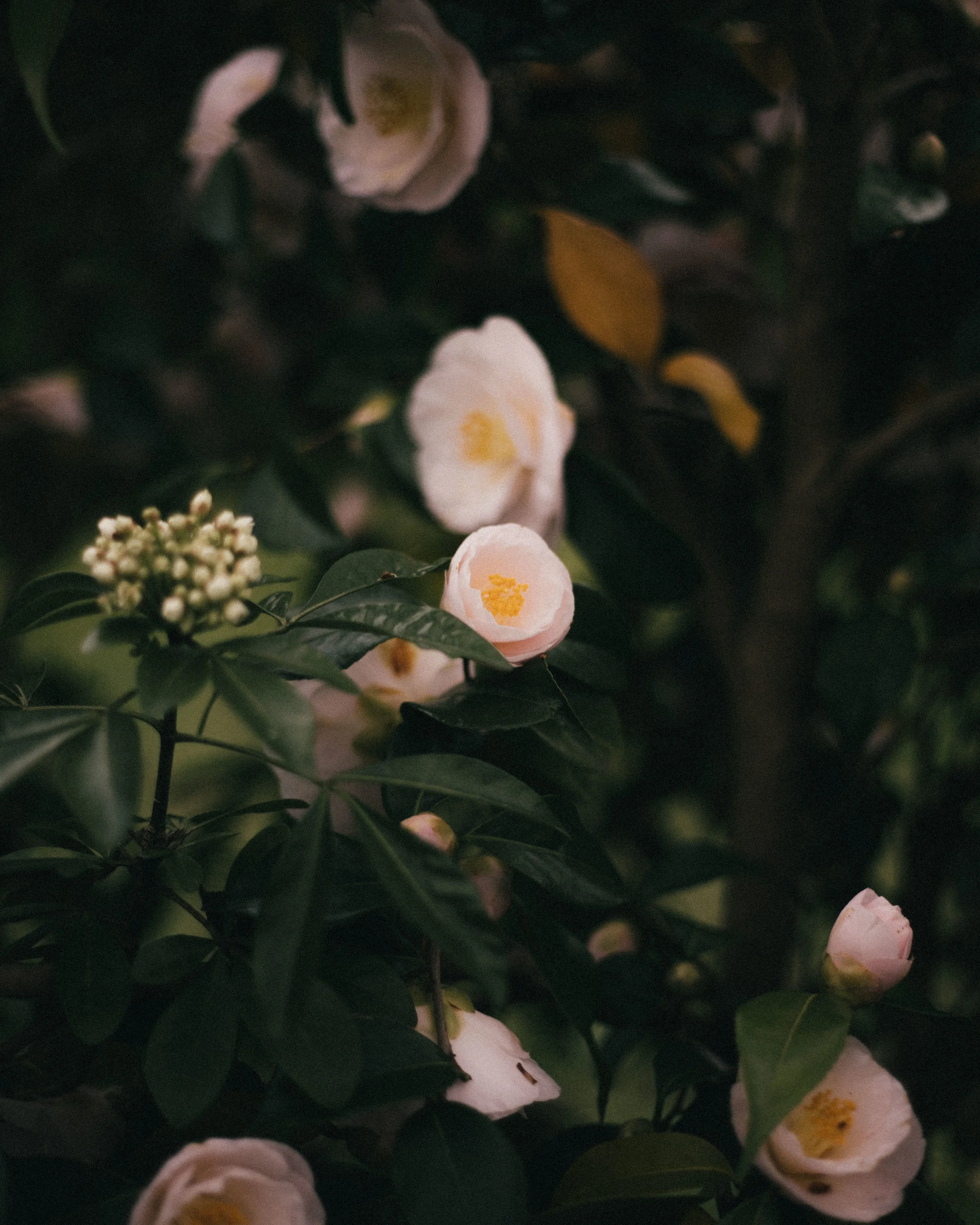 botanicals